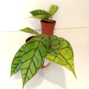 Hoya Callistophylla IIgat