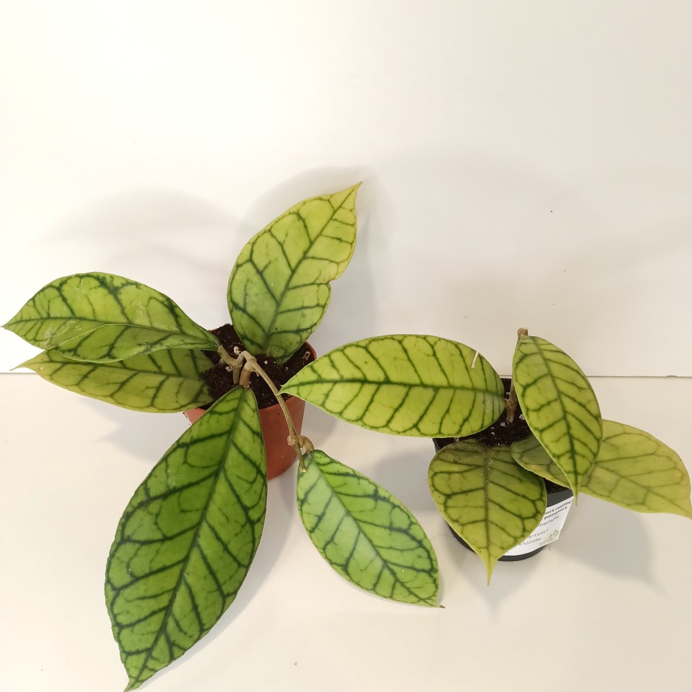 Hoya Callistophylla IIgat