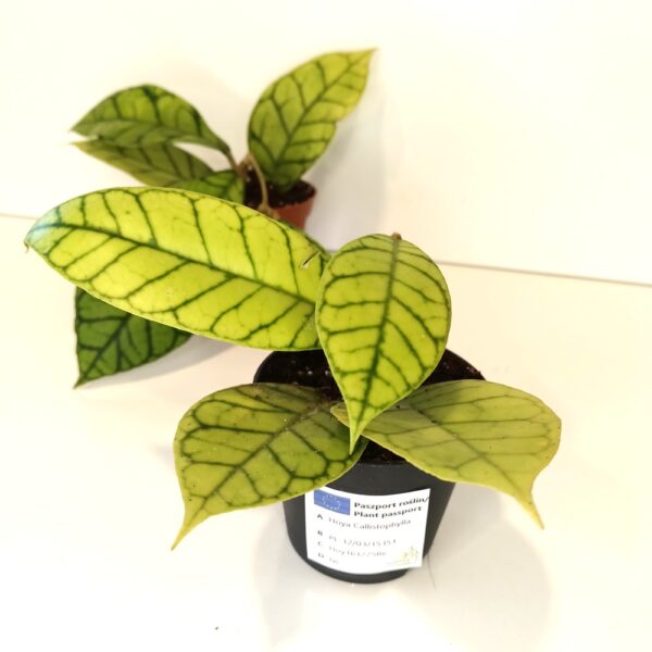 Hoya Callistophylla IIgat