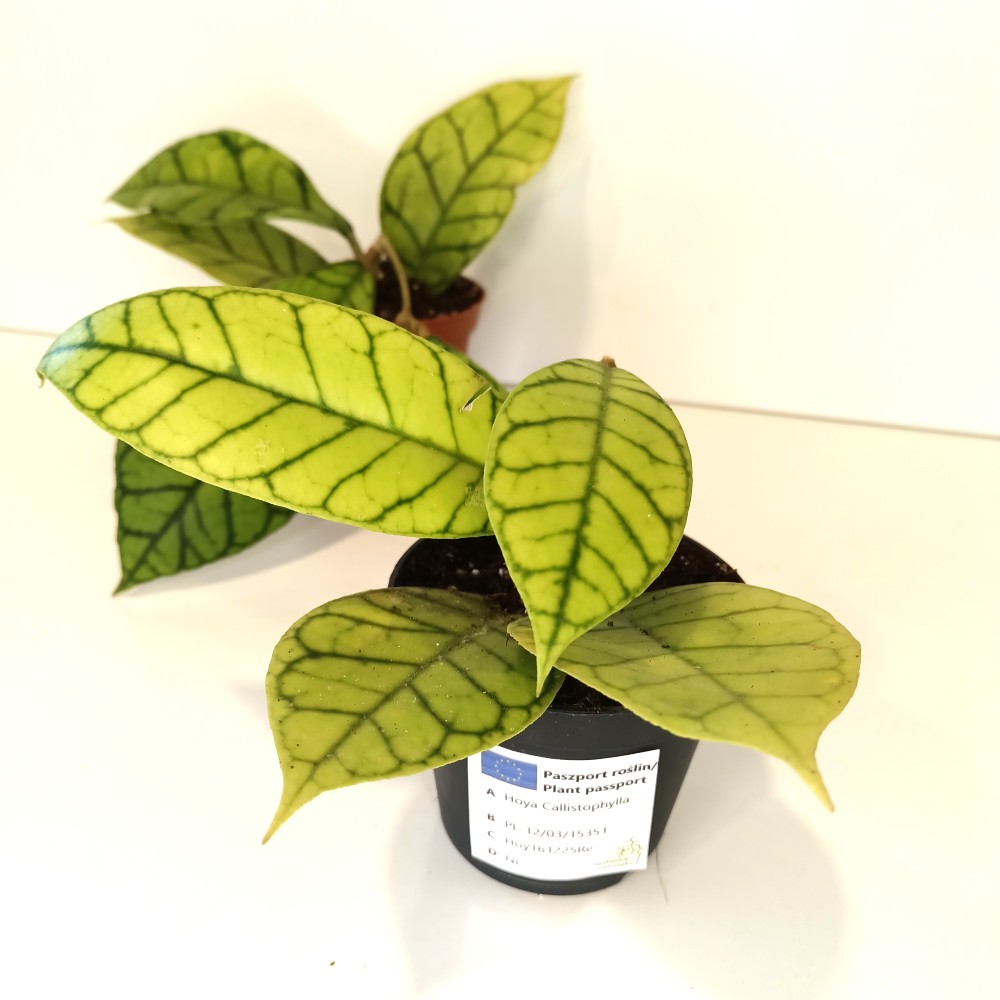 Hoya Callistophylla IIgat