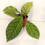 Hoya Callistophylla IIgat