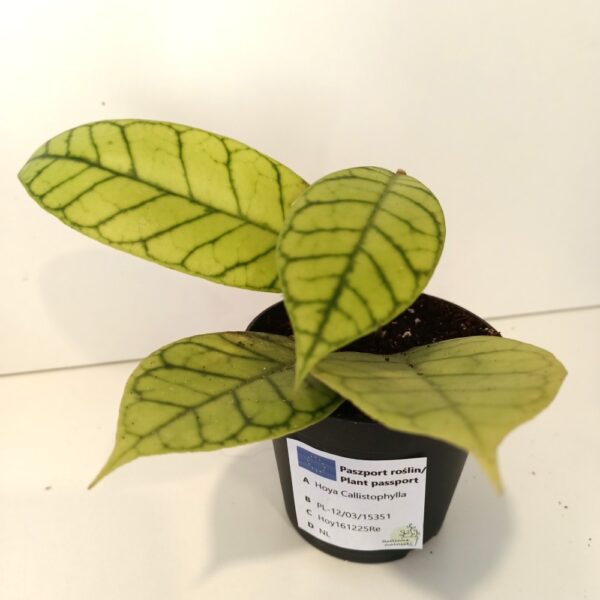 Hoya Callistophylla IIgat