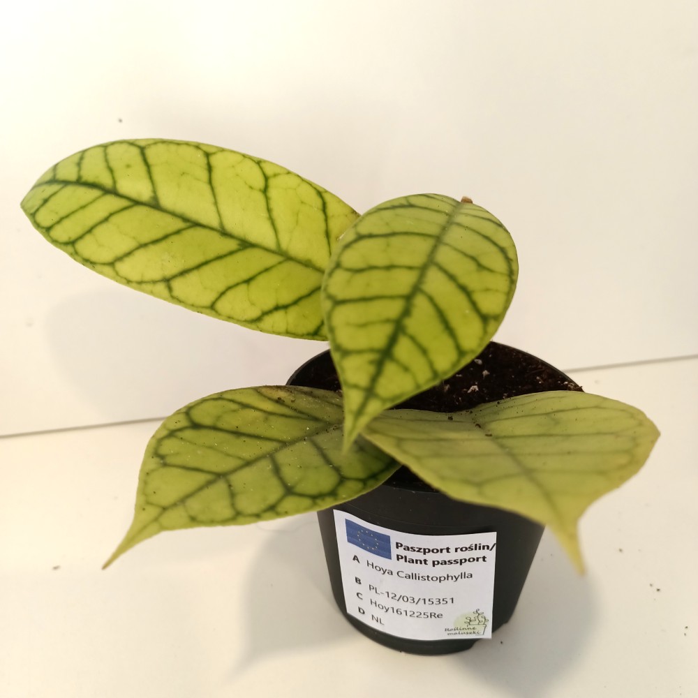 Hoya Callistophylla IIgat