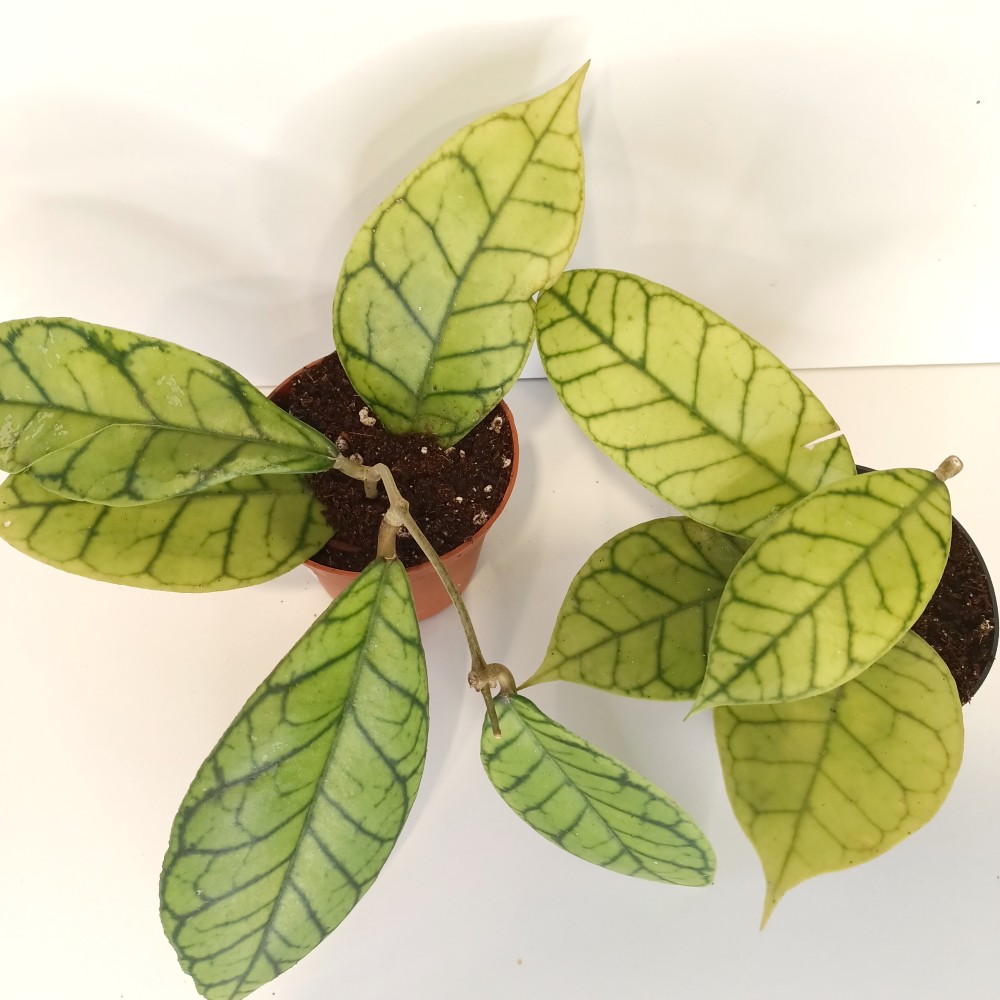 Hoya Callistophylla IIgat