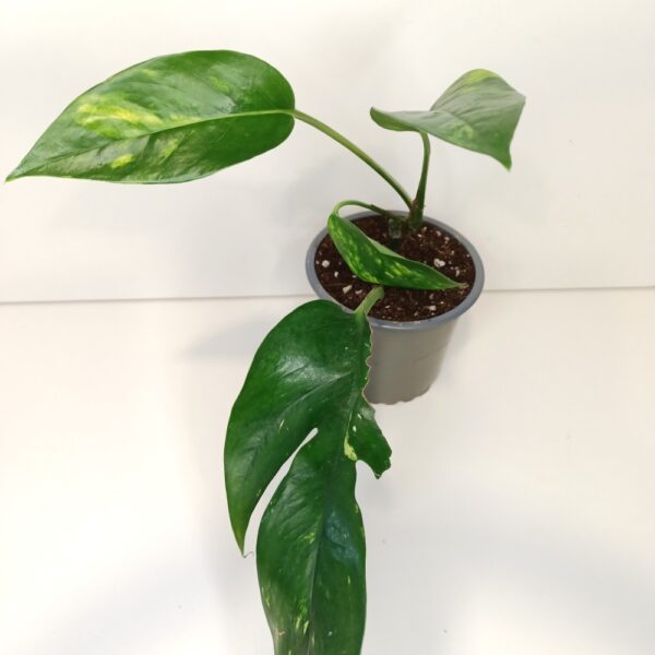 Epipremnum pinnatum Cintho Goldfinger