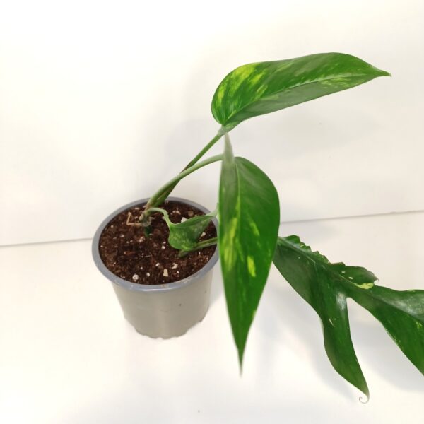 Epipremnum pinnatum Cintho Goldfinger