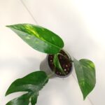 Epipremnum pinnatum Cintho Goldfinger