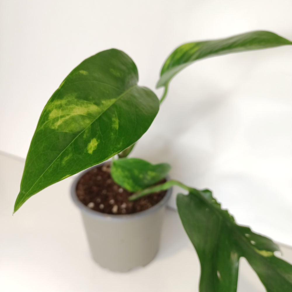 Epipremnum pinnatum Cintho Goldfinger