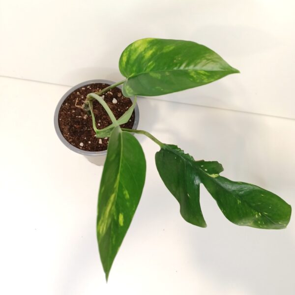 Epipremnum pinnatum Cintho Goldfinger