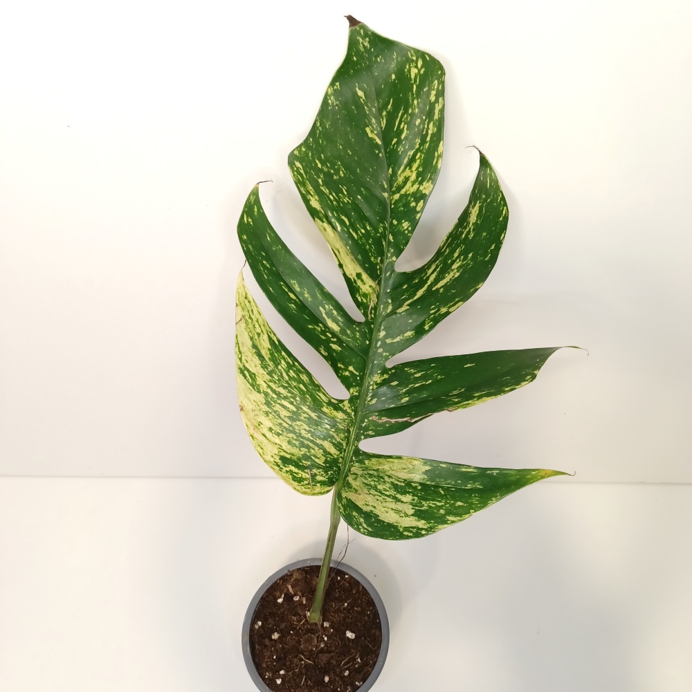 Epipremnum pinnatum Cintho Goldfinger