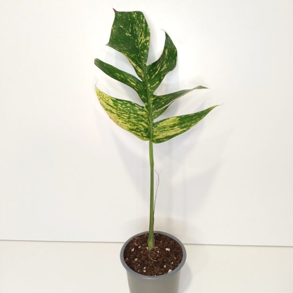 Epipremnum pinnatum Cintho Goldfinger