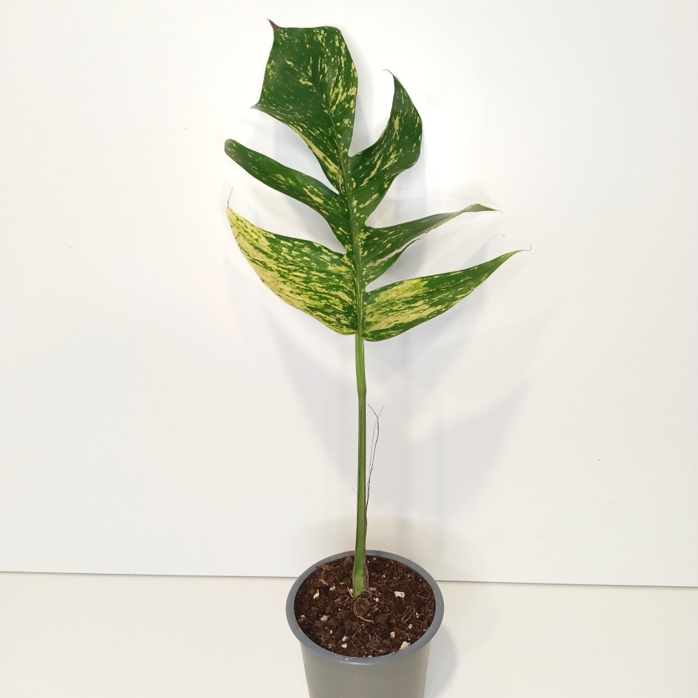 Epipremnum pinnatum Cintho Goldfinger