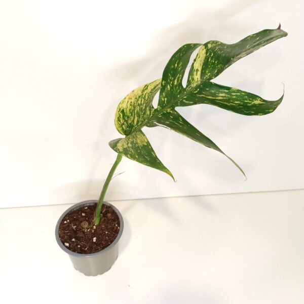 Epipremnum pinnatum Cintho Goldfinger