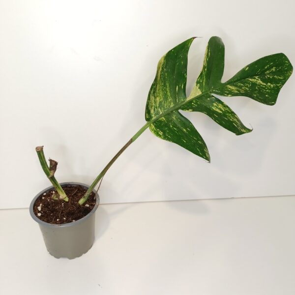 Epipremnum pinnatum Cintho Goldfinger