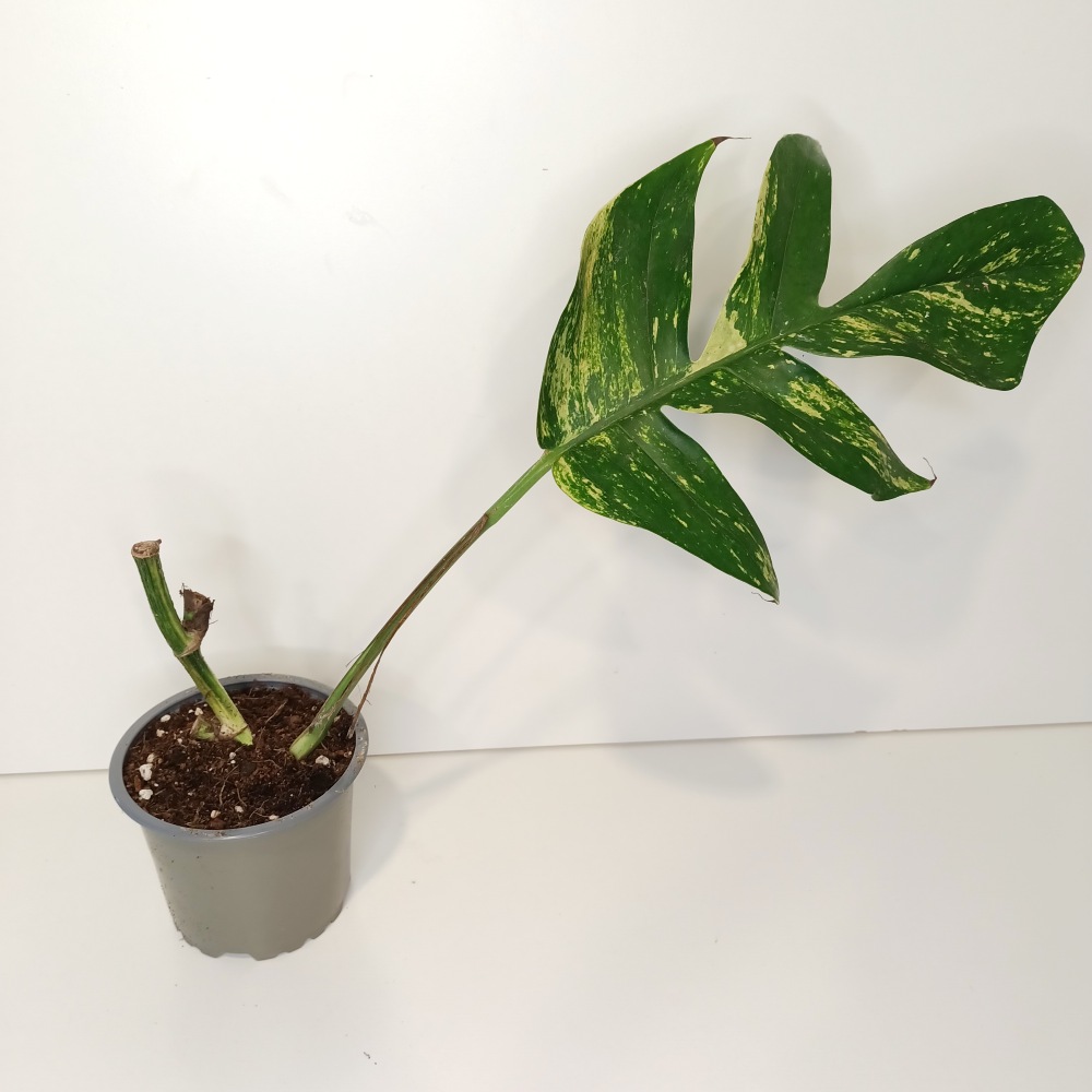 Epipremnum pinnatum Cintho Goldfinger