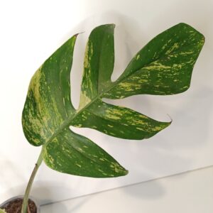 Epipremnum pinnatum Cintho Goldfinger