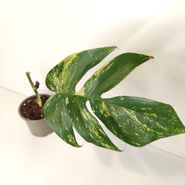 Epipremnum pinnatum Cintho Goldfinger