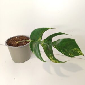 Epipremnum pinnatum Cintho Goldfinger