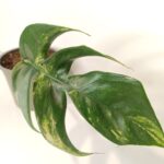 Epipremnum pinnatum Cintho Goldfinger