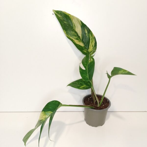 Epipremnum pinnatum Cintho Goldfinger