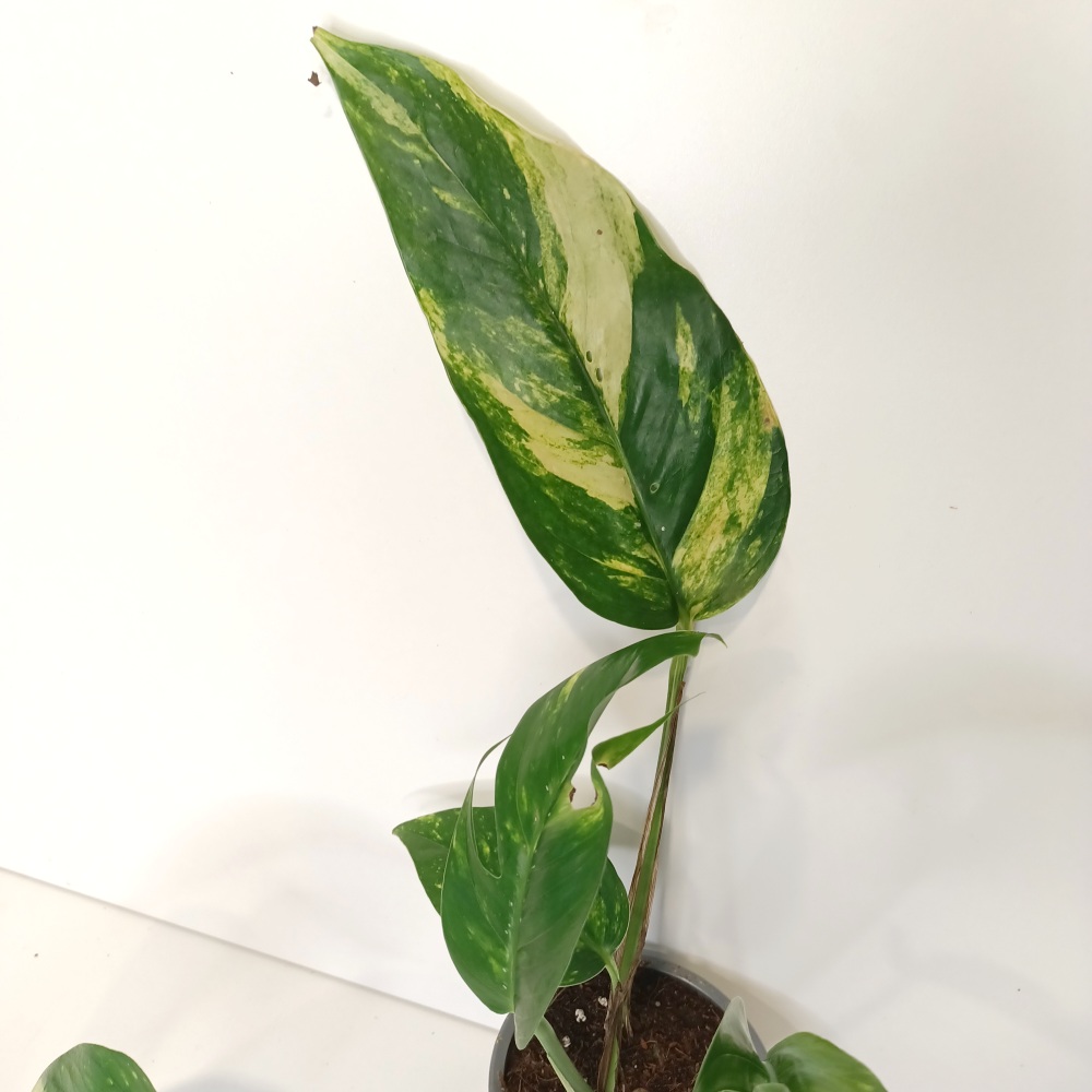 Epipremnum pinnatum Cintho Goldfinger