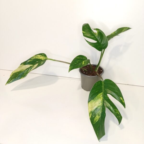 Epipremnum pinnatum Cintho Goldfinger