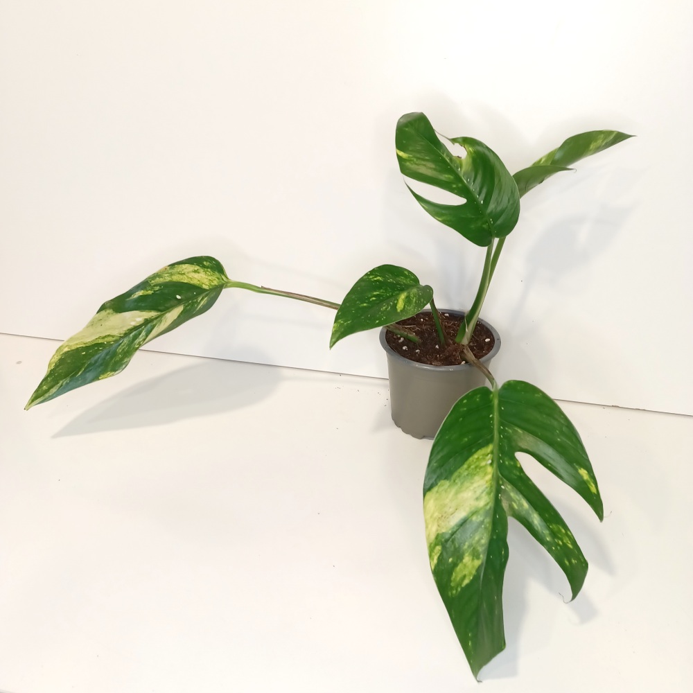 Epipremnum pinnatum Cintho Goldfinger