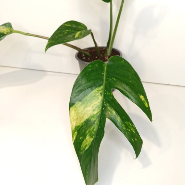 Epipremnum pinnatum Cintho Goldfinger