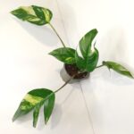 Epipremnum pinnatum Cintho Goldfinger