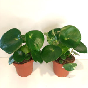 Peperomia polybotrya Raindrop