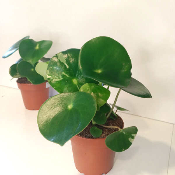 Peperomia polybotrya Raindrop