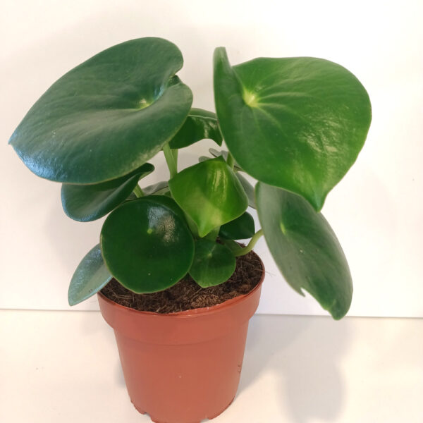 Peperomia polybotrya Raindrop
