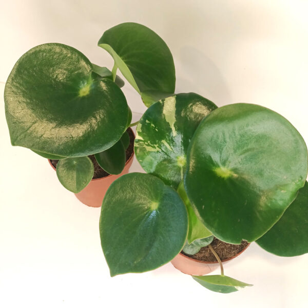 Peperomia polybotrya Raindrop