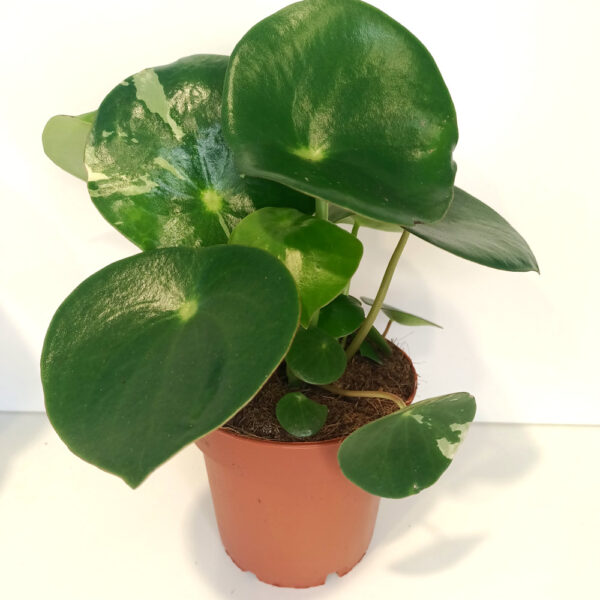 Peperomia polybotrya Raindrop Peperomia polybotrya Raindrop