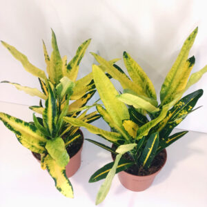 Codiaeum Sunny Star