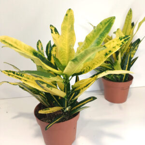 Codiaeum Sunny Star