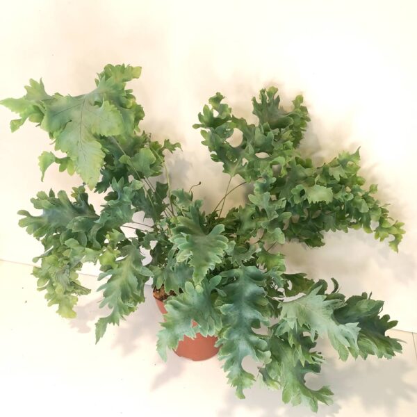 Phlebodium Davana-paproć