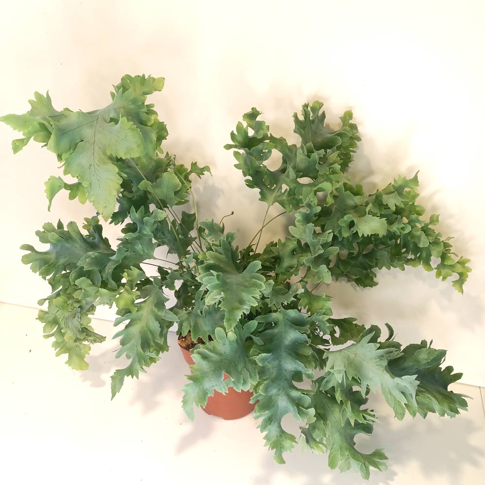 Phlebodium Davana-paproć