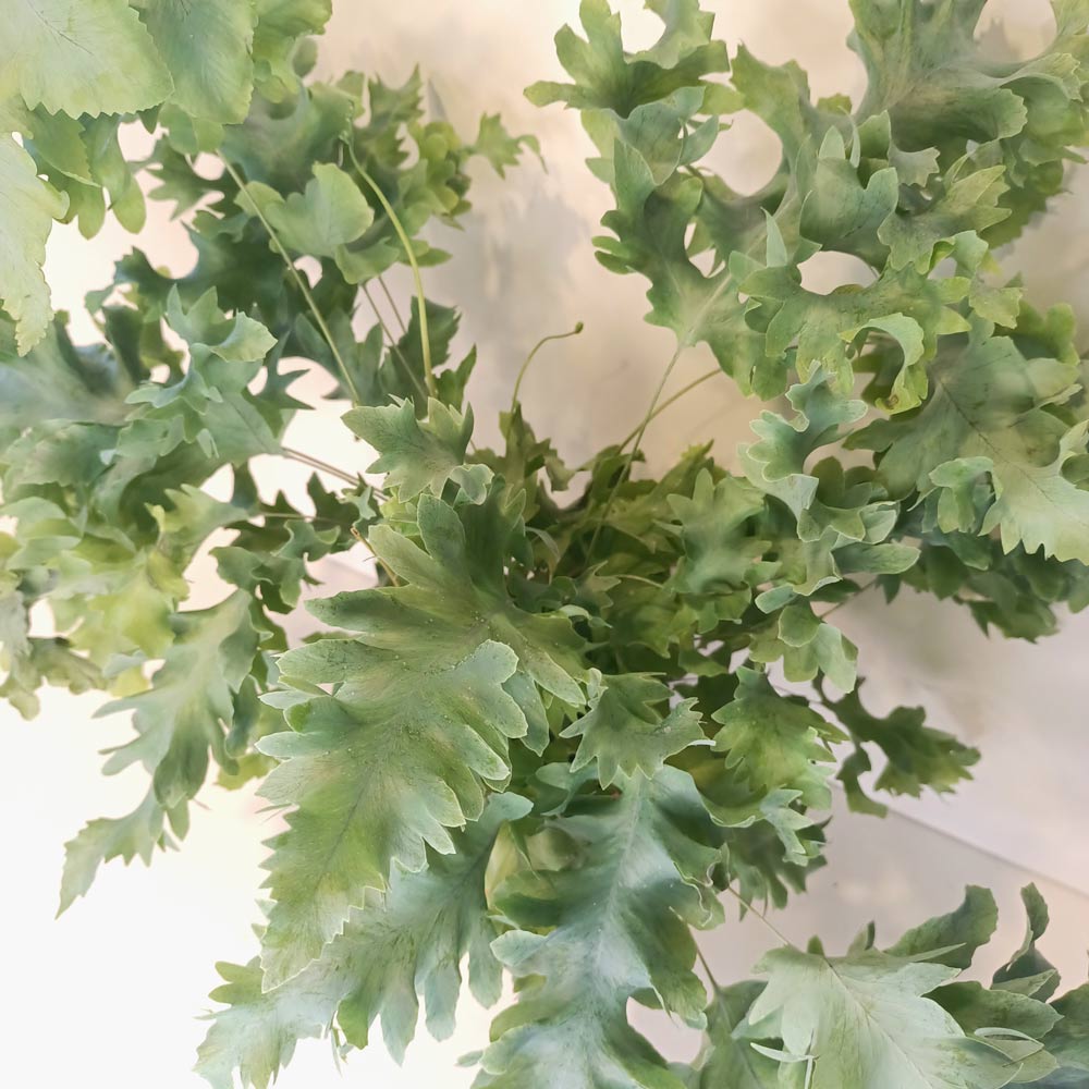 Phlebodium Davana-paproć