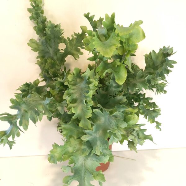 Phlebodium Davana-paproć