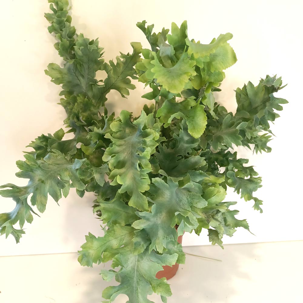 Phlebodium Davana-paproć