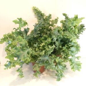 Phlebodium Davana-paproć