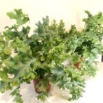 Phlebodium Davana-paproć