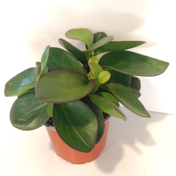 Peperomia Red Margin