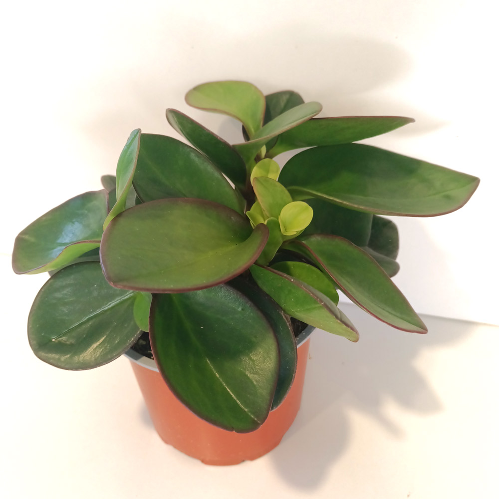 Peperomia Red Margin