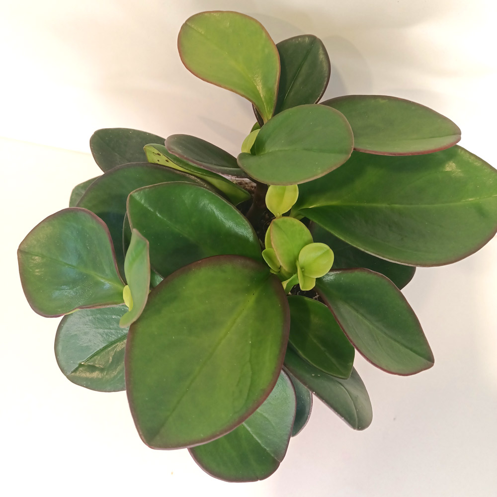 Peperomia Red Margin