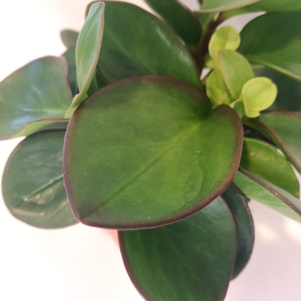 Peperomia Red Margin