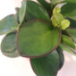 Peperomia Red Margin