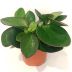 Peperomia Red Margin