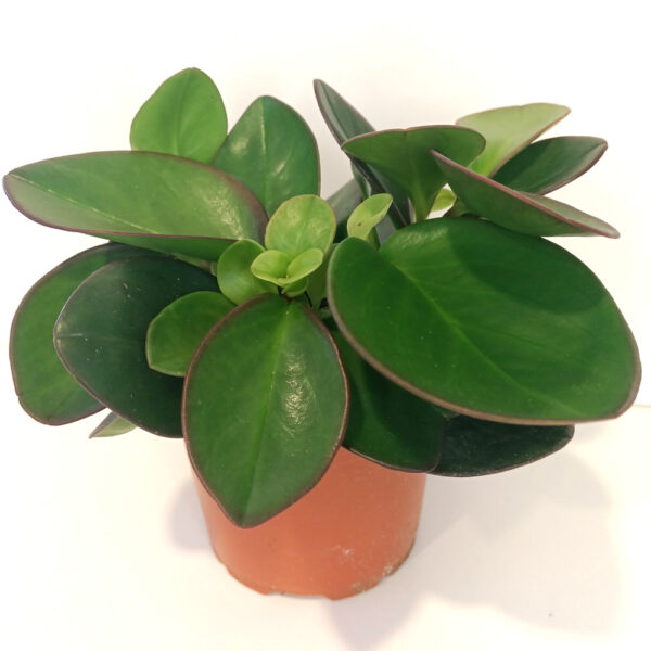 Peperomia Red Margin Peperomia Red Margin